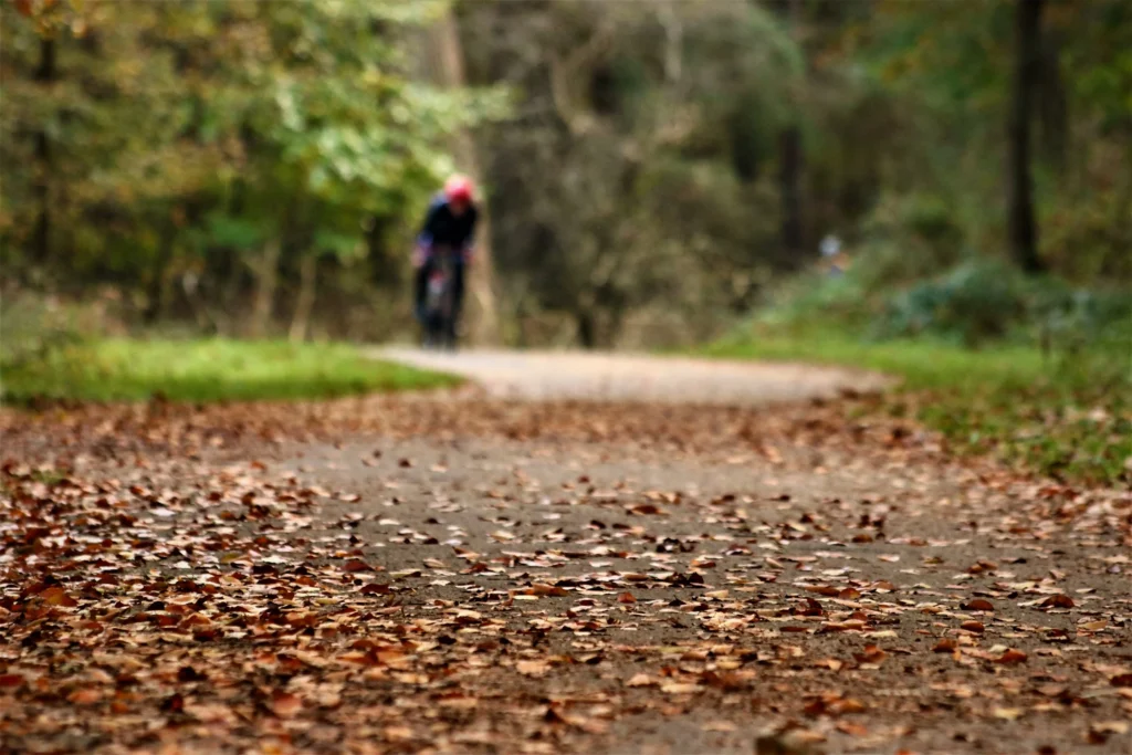 Bladeren op de weg