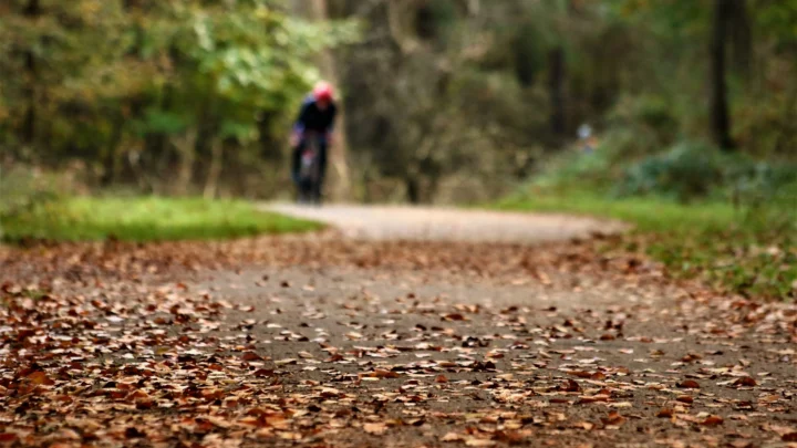 Bladeren op de weg